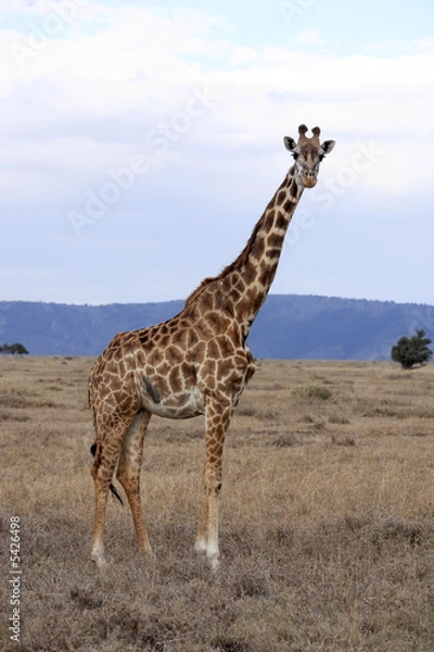Obraz Masai or Kilimanjaro Giraffe 