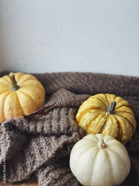 Obraz Pumpkins close up. Autumn flatlay