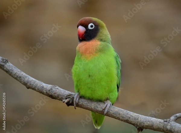 Fototapeta Inséparable à joues noires