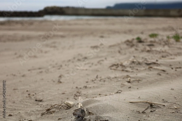 Obraz 初夏の函館、湯川のまだ肌寒い海岸。
