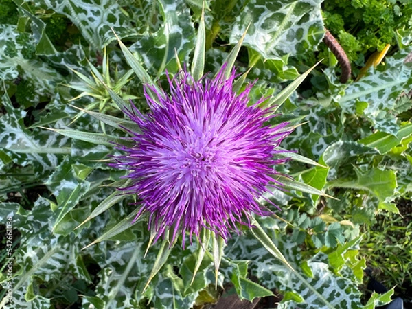 Obraz Milk thistle, Silybum marianum