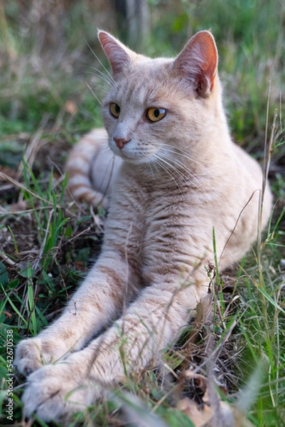Obraz cat in the grass