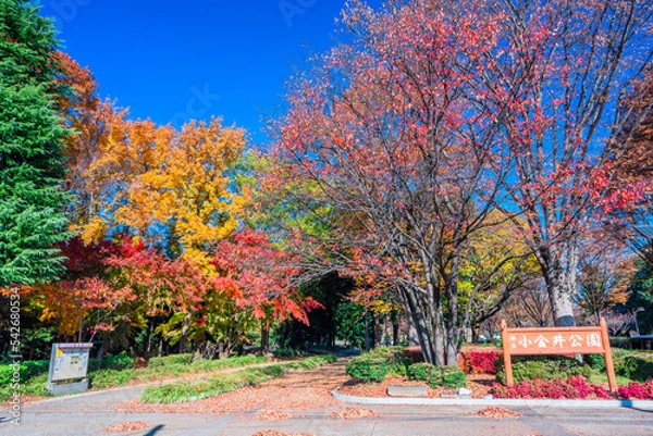 Obraz 東京　秋の小金井公園