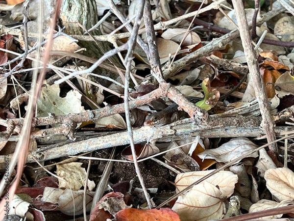 Obraz インドネシア、パダール島のトレッキングコースにいた小さいトカゲ。