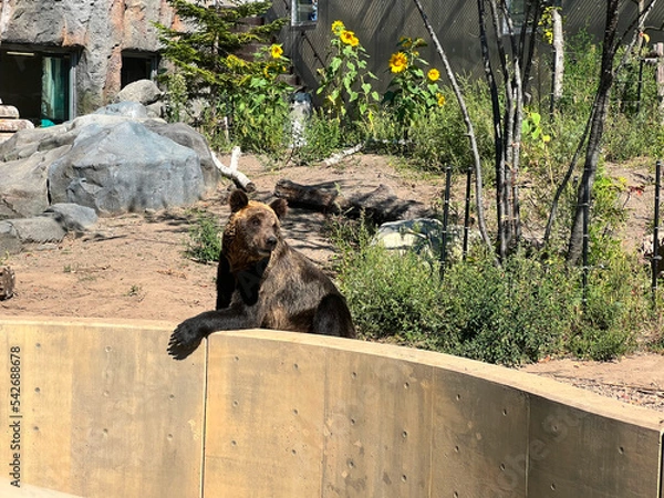 Obraz 動物園のヒグマ。