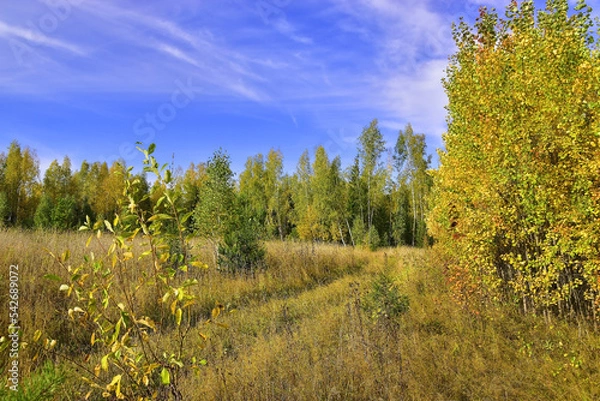 Obraz Forest and fields in autumn color illuminated by the sun