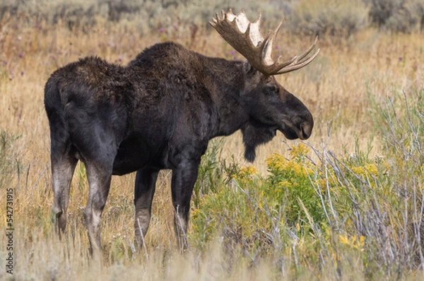 Fototapeta Bull Moose During the Fall Rut in Wyoming