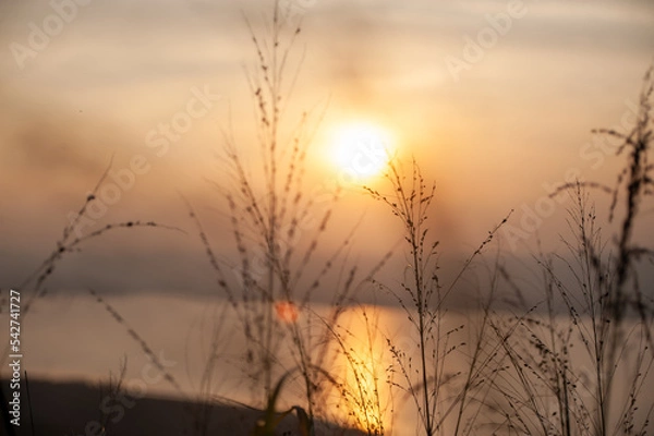 Fototapeta sunset in the grass