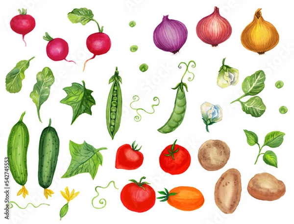 Obraz Watercolor set with vegetables. Transparent layer.