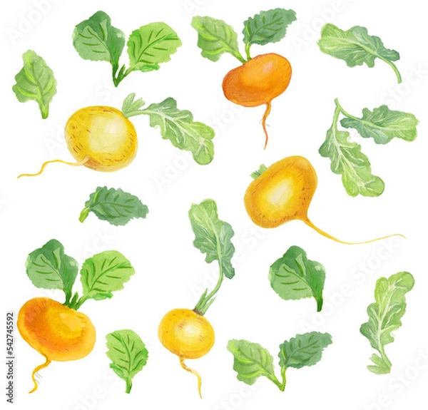 Obraz Watercolor set with vegetables. Transparent layer.