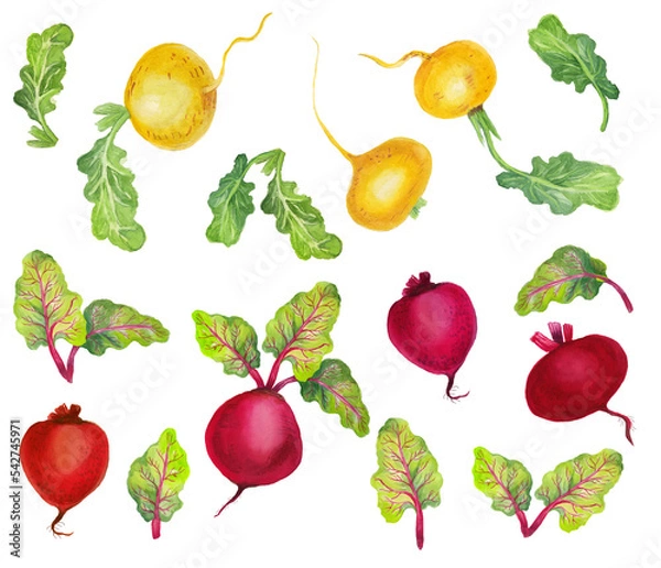 Obraz Watercolor set with vegetables. Transparent layer.