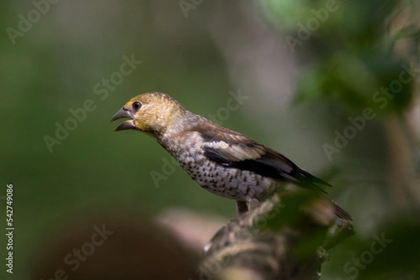 Fototapeta Appelvink, Hawfinch, Coccothraustes coccothraustes