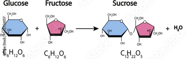 Fototapeta sucrose formation. Formation of a glycosidic bond from two molecules, glucose and fructose. Vector illustration