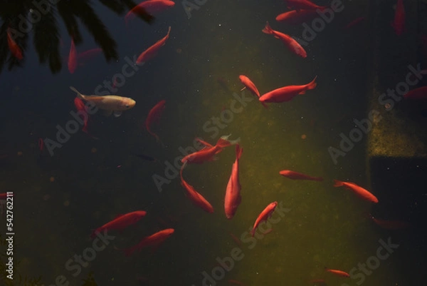 Fototapeta floating red goldfish in a pond in a moroko in a garden Jardin Majorelle swiming carp