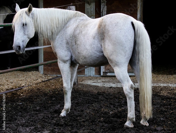 Obraz White horse, equine, animal