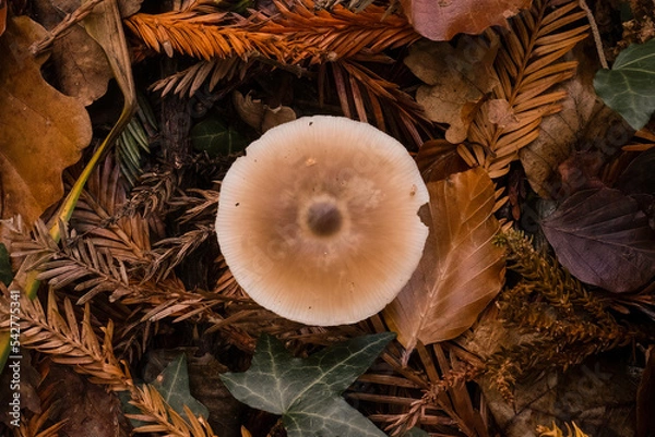Obraz mushrooms in the forest