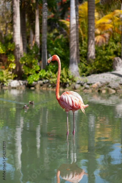 Fototapeta Flamingo 