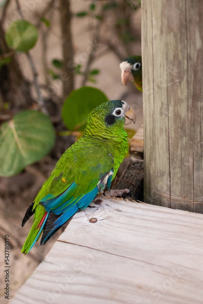 Fototapeta Parrot 