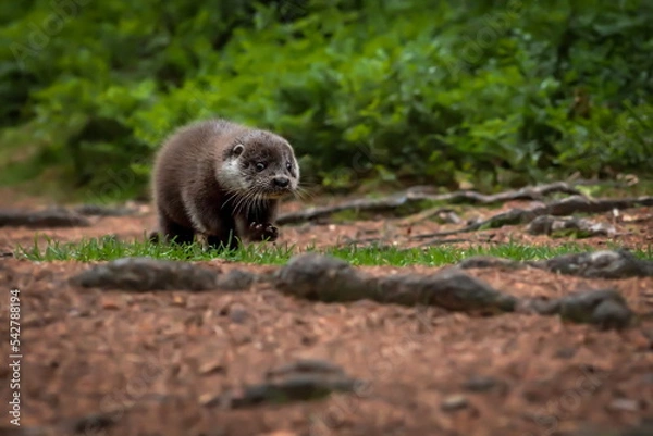 Fototapeta Close-up portrait of a river otter in its natural environment.
It is also known as the European otter, Eurasian river otter, common otter, and Old World otter. Native to Eurasia. Lutra lutra.
