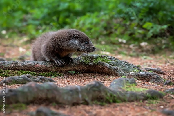 Fototapeta Close-up portrait of a river otter in its natural environment.
It is also known as the European otter, Eurasian river otter, common otter, and Old World otter. Native to Eurasia. Lutra lutra.
