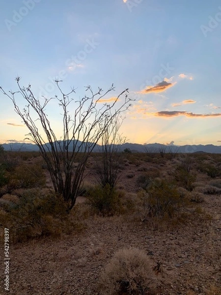 Obraz Desert Views in the fall