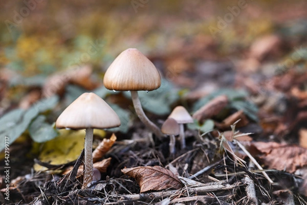 Fototapeta Mushrooms in the autumn forest. Natural background with copy space.