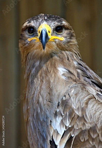 Obraz kestrel