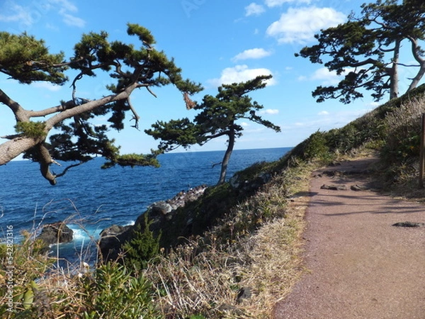 Obraz 海岸の松の木