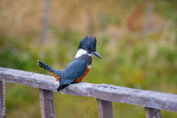 Obraz martin pescador 