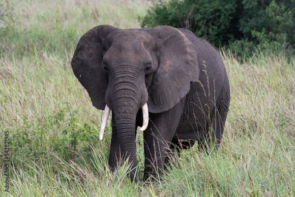 Fototapeta Wild Elephant