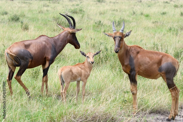 Fototapeta Antelopes