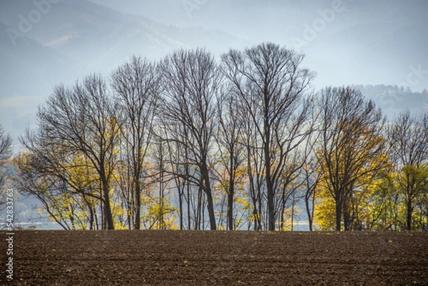 Obraz autumn trees in the field