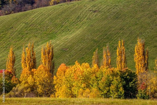 Obraz autumn landscape with trees
