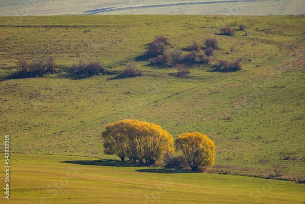 Obraz autumn landscape with a tree