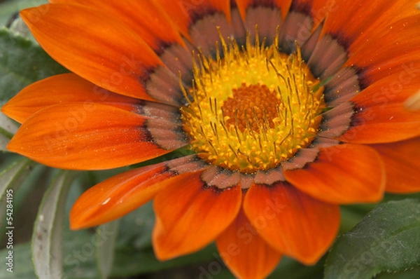 Obraz Beautiful chrysanthemums