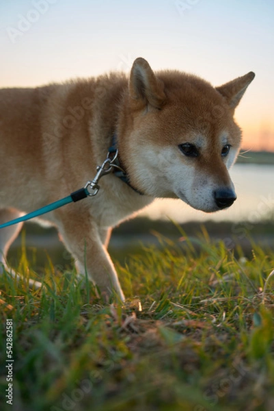 Obraz 夕暮れ時に草の中に何かを見つける柴犬