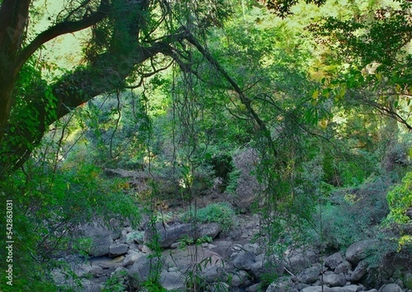 Fototapeta 霧島神水峡の森林