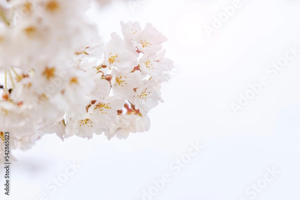 Fototapeta 淡いピンク色が綺麗な桜の花