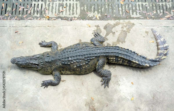 Obraz Top view crocodile