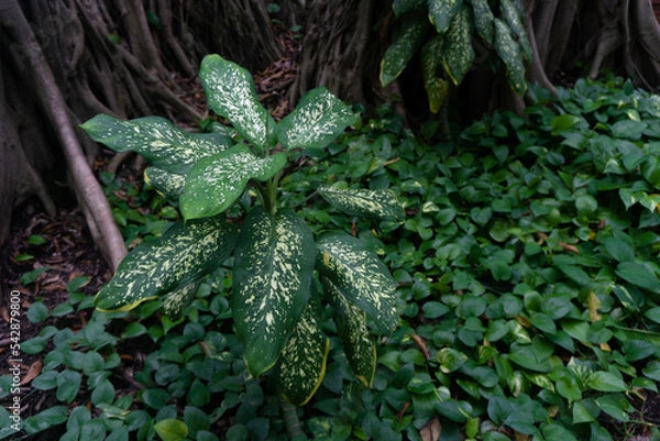Obraz Close up Caladium 