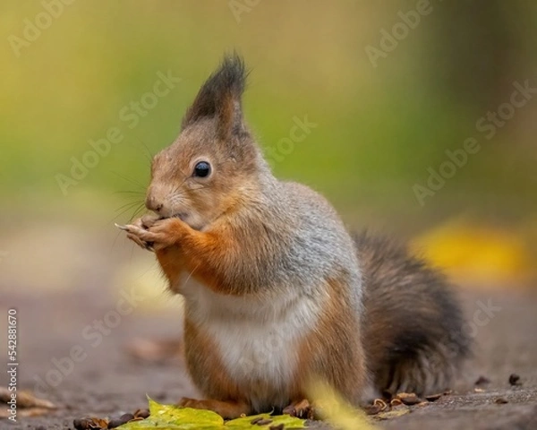 Fototapeta Beautiful fluffy red squirrel eats a nut
