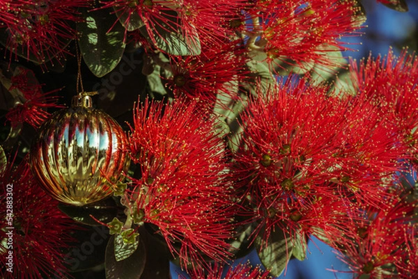 Obraz The striking red flowers of New Zealand's native Pohutukawa tree with Christmas decorations. The tree flowers over the NZ summer and is often referred to as the New Zealand Christmas tree.
