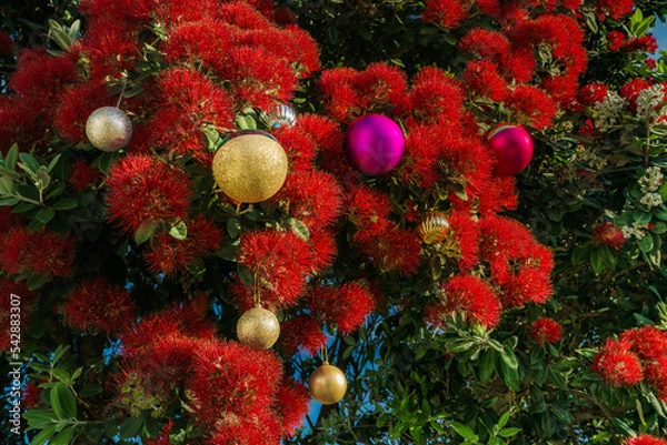 Obraz The striking red flowers of New Zealand's native Pohutukawa tree with Christmas decorations. The tree flowers over the NZ summer and is often referred to as the New Zealand Christmas tree.