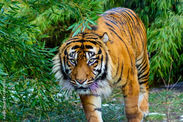 Fototapeta tiger in the grass