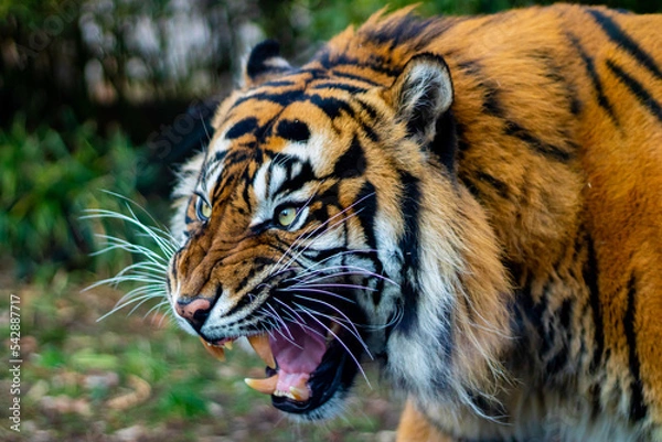 Obraz tiger in zoo