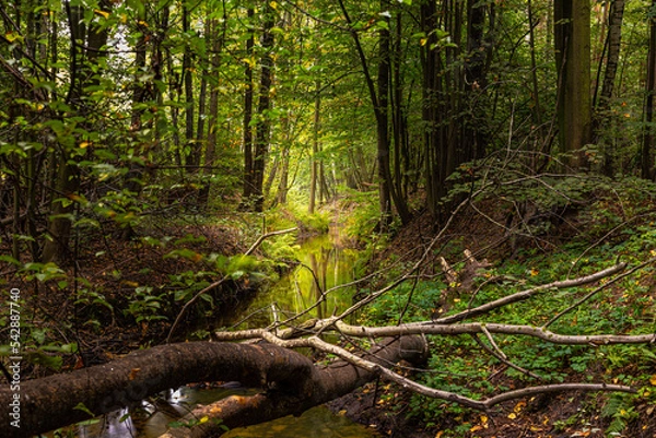 Obraz river in the forest