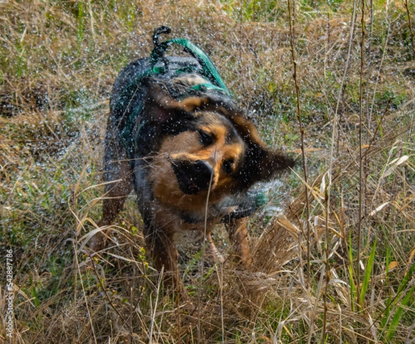 Obraz dog in the grass
