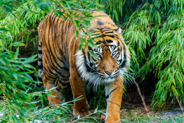 Obraz tiger in the grass