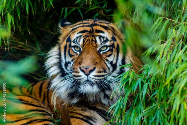 Obraz tiger in the zoo