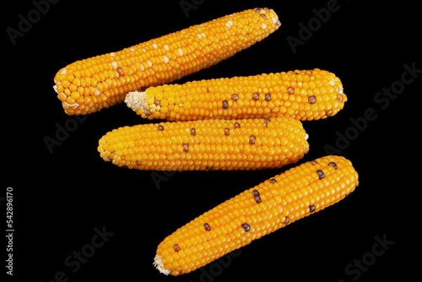 Obraz Yellow popcorn dry seeds